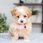 Randy | Cream Maltipoo for sale