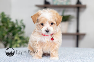 Randy Male Maltipoo