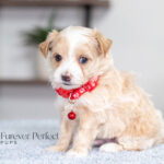 Randy | Cream Maltipoo for sale