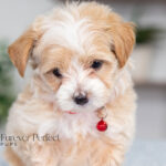 Randy | Cream Maltipoo for sale