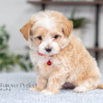 Randy | Cream Maltipoo for sale