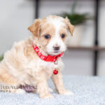 Randy | Cream Maltipoo for sale