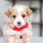 Randy | Cream Maltipoo for sale