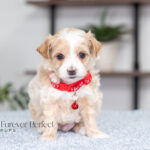 Randy | Cream Maltipoo for sale