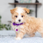 Renae | Cream Maltipoo for sale