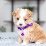 Renae | Cream Maltipoo for sale