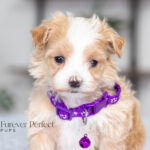 Renae | Cream Maltipoo for sale