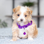 Renae | Cream Maltipoo for sale