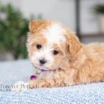 Renae | Cream Maltipoo for sale