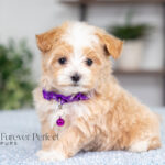 Renae | Cream Maltipoo for sale