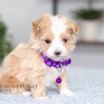 Renae | Cream Maltipoo for sale