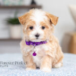 Renae | Cream Maltipoo for sale