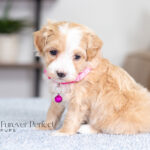 Rosie | Cream Maltipoo for sale