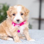 Rosie | Cream Maltipoo for sale