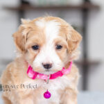 Rosie | Cream Maltipoo for sale