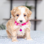 Rosie (9)