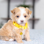 Ruby | Cream Maltipoo for sale