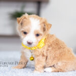 Ruby | Cream Maltipoo for sale