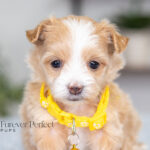 Ruby | Cream Maltipoo for sale