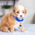 Ryan | Cream Maltipoo for sale