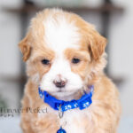 Ryan | Cream Maltipoo for sale