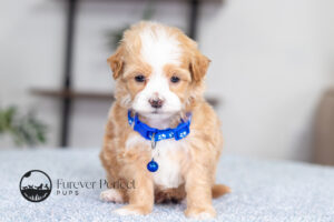 Ryan Male Maltipoo