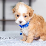 Ryan | Cream Maltipoo for sale