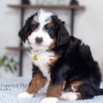 Talon | Tri Multigen Bernedoodle for sale
