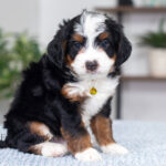 Talon | Tri Multigen Bernedoodle for sale
