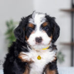 Talon | Tri Multigen Bernedoodle for sale
