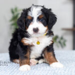Talon | Tri Multigen Bernedoodle for sale