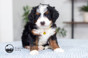 Talon Female Multigen Bernedoodle