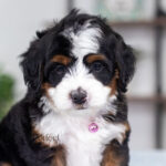 Tiffany | Tri Multigen Bernedoodle for sale