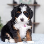 Tiffany | Tri Multigen Bernedoodle for sale