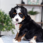 Tiffany | Tri Multigen Bernedoodle for sale