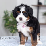 Tiffany | Tri Multigen Bernedoodle for sale