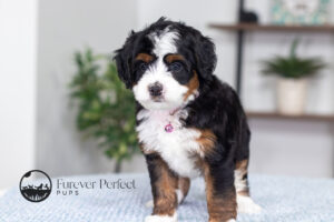 Tiffany Male Multigen Bernedoodle