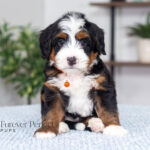 Titan | Tri Multigen Bernedoodle for sale