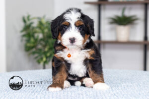 Titan Male Multigen Bernedoodle