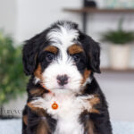 Titan | Tri Multigen Bernedoodle for sale