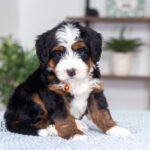 Titan | Tri Multigen Bernedoodle for sale