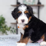 Titan | Tri Multigen Bernedoodle for sale