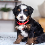 Travis | Tri Multigen Bernedoodle for sale