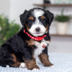 Travis | Tri Multigen Bernedoodle for sale