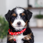 Travis | Tri Multigen Bernedoodle for sale
