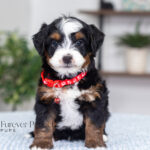 Travis | Tri Multigen Bernedoodle for sale
