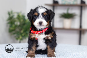 Travis Male Multigen Bernedoodle