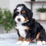 Trent | Tri Multigen Bernedoodle for sale