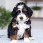Trent | Tri Multigen Bernedoodle for sale