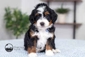Trent Male Multigen Bernedoodle